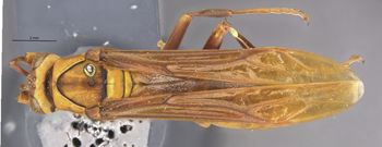 Media type: image;   Entomology 36003 Aspect: habitus dorsal view